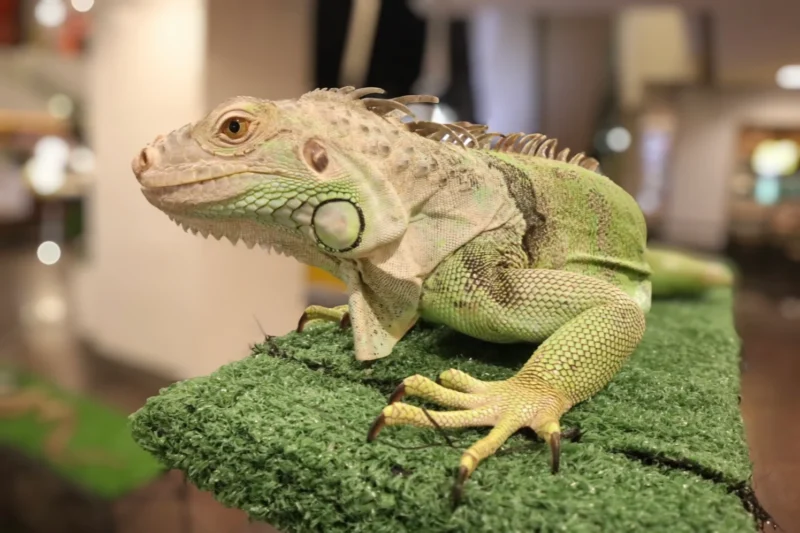 Iguana Hijau