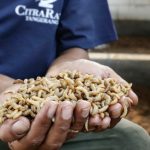 Di TPS CitraRaya, Menghasilkan Larva Lalat Tentara Hitam