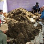 Aktivitas petani di wilayah Kecamatan Sepatan, Kabupaten Tangerang | Foto: Dok. Kominfo Kabupaten Tangerang